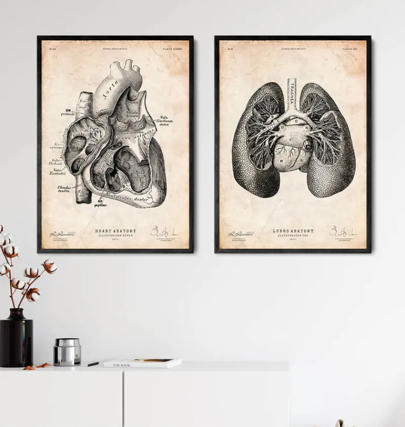 Codex Anatomicus Lungs Anatomy^Lung anatomy print II