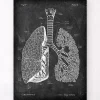 Codex Anatomicus Lungs Anatomy^Lungs anatomy - Chalkboard