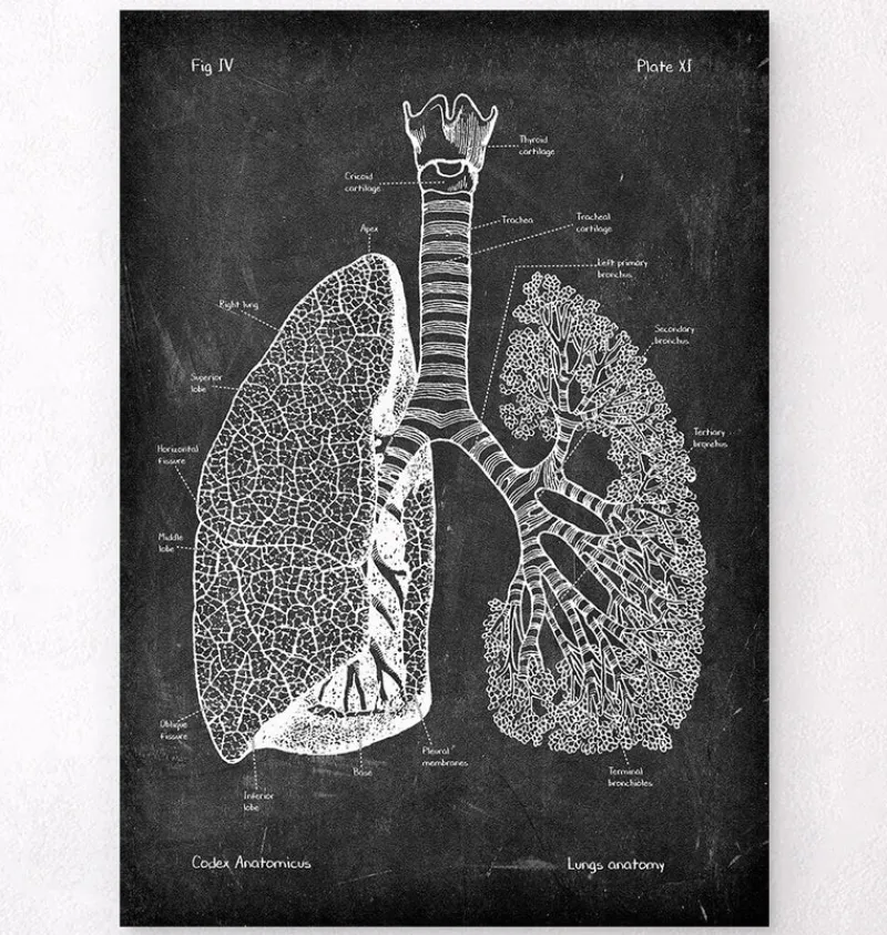 Codex Anatomicus Lungs Anatomy^Lungs anatomy - Chalkboard