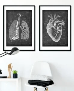 Codex Anatomicus Lungs Anatomy^Lungs anatomy - Chalkboard