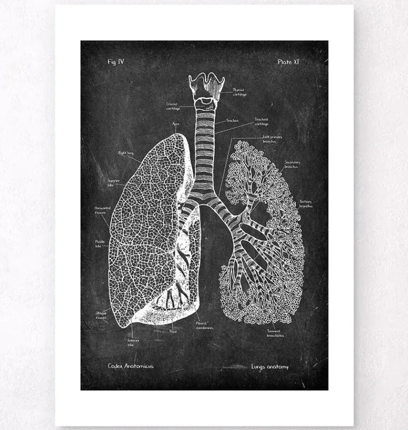 Codex Anatomicus Lungs Anatomy^Lungs anatomy - Chalkboard