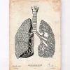 Codex Anatomicus Lungs Anatomy^Lungs anatomy art - Vintage