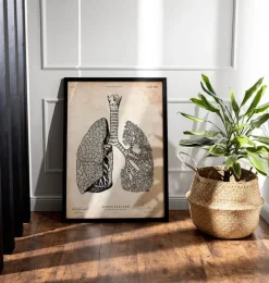Codex Anatomicus Lungs Anatomy^Lungs anatomy art - Vintage