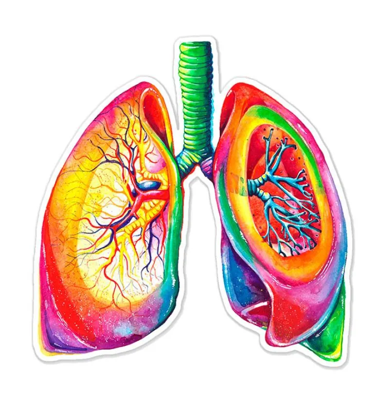 Codex Anatomicus Stickers^Lungs anatomy sticker - Watercolor Splash