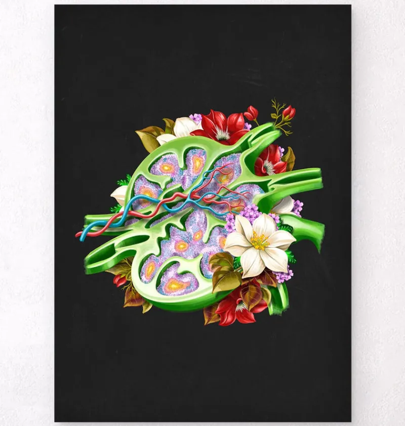 Codex Anatomicus Various Organs^Lymph node anatomy - Floral - Black
