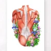 Codex Anatomicus Full Body Anatomy^Male back muscles - Floral - White