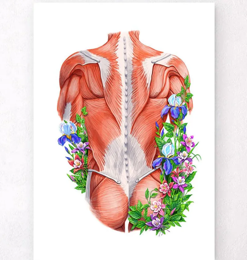 Codex Anatomicus Full Body Anatomy^Male back muscles - Floral - White