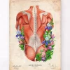 Codex Anatomicus Full Body Anatomy^Male back muscles - Floral - Vintage