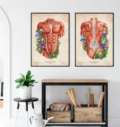 Codex Anatomicus Full Body Anatomy^Male back muscles - Floral - Vintage