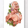 Codex Anatomicus Full Body Anatomy^Male body anatomy art - White