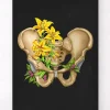 Codex Anatomicus Skull & Skeleton^Male pelvis anatomy - Floral - Black