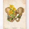 Codex Anatomicus Skull & Skeleton^Male pelvis anatomy - Floral - Vintage