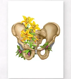 Codex Anatomicus Skull & Skeleton^Male pelvis anatomy - Floral - White