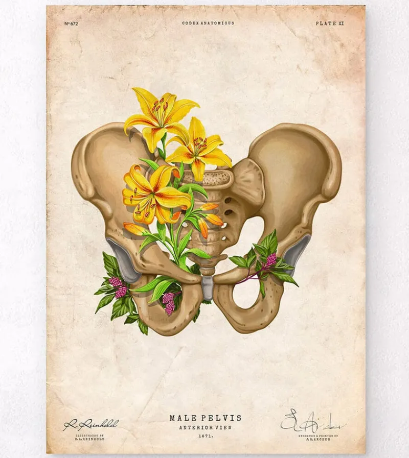 Codex Anatomicus Skull & Skeleton^Male pelvis anatomy - Floral - Vintage