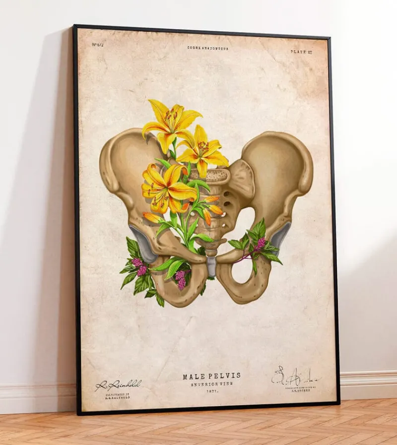 Codex Anatomicus Skull & Skeleton^Male pelvis anatomy - Floral - Vintage