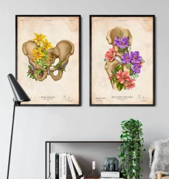 Codex Anatomicus Skull & Skeleton^Male pelvis anatomy - Floral - Vintage