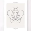 Codex Anatomicus Skull & Skeleton^Male Pelvis anatomy - Line Art