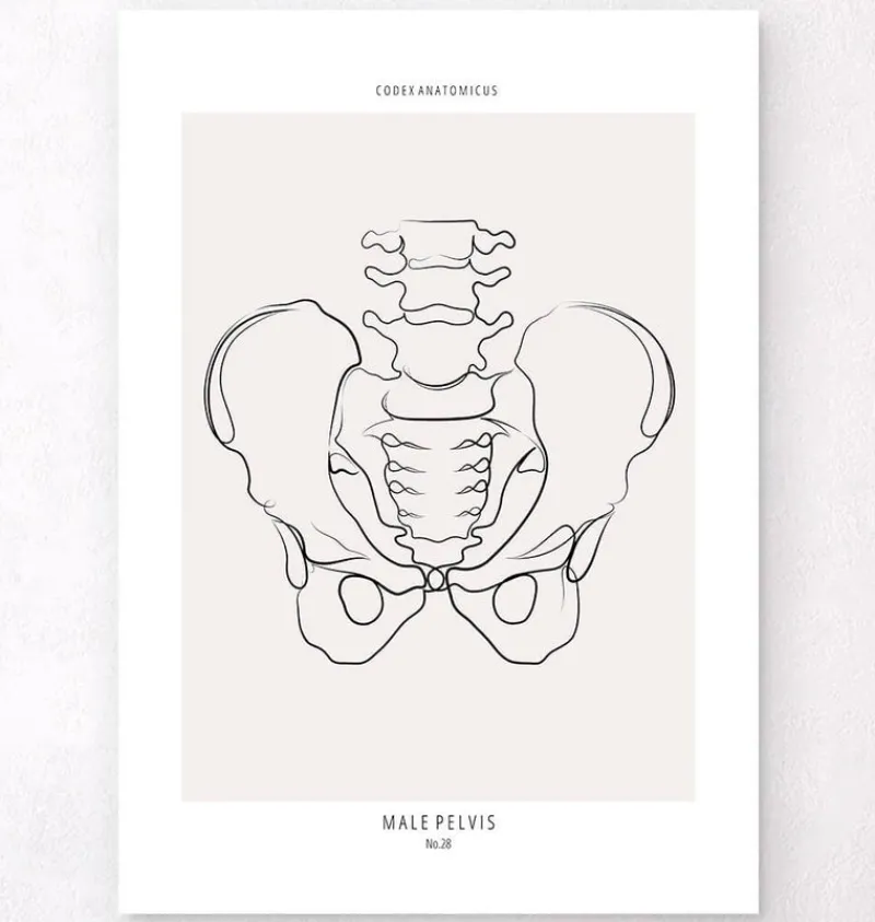 Codex Anatomicus Skull & Skeleton^Male Pelvis anatomy - Line Art