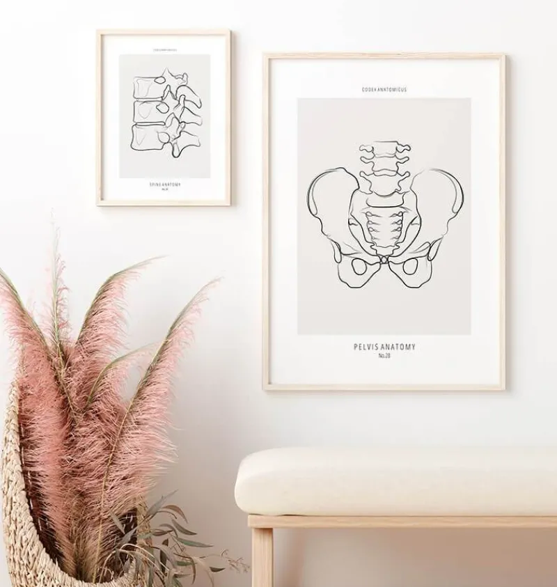Codex Anatomicus Skull & Skeleton^Male Pelvis anatomy - Line Art