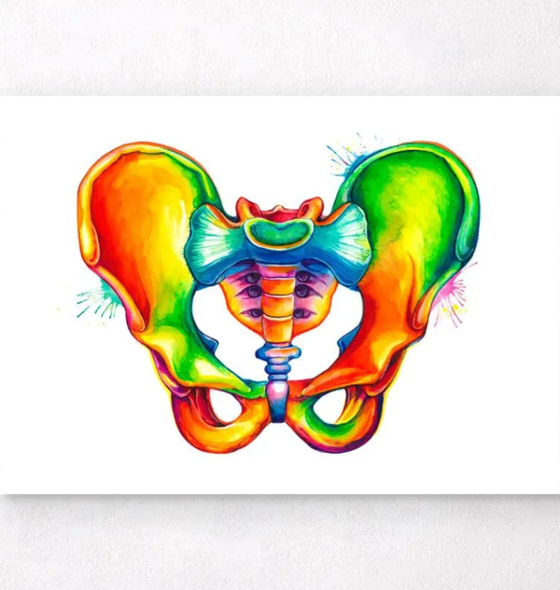 Codex Anatomicus Skull & Skeleton^Male pelvis anatomy - Watercolor splash