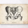 Codex Anatomicus Skull & Skeleton^Male pelvis anatomy art