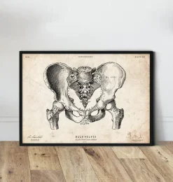 Codex Anatomicus Skull & Skeleton^Male pelvis anatomy art