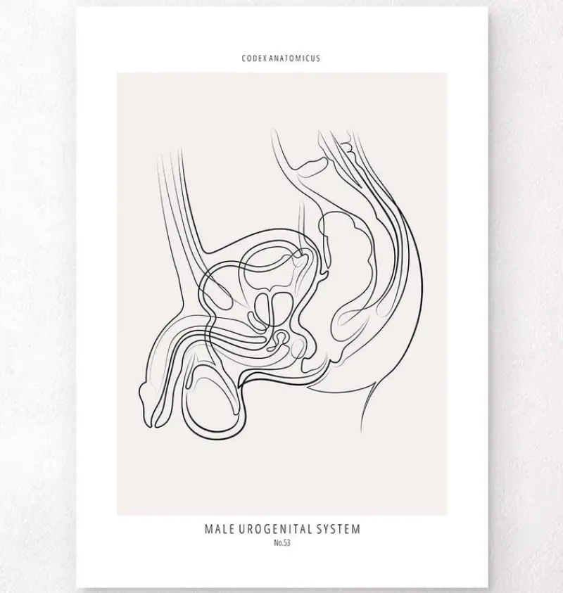 Codex Anatomicus Kidney & Liver^Male reproductive system - Line Art