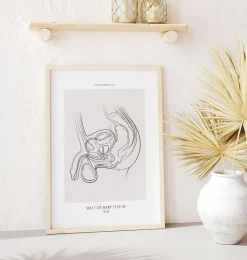 Codex Anatomicus Kidney & Liver^Male reproductive system - Line Art
