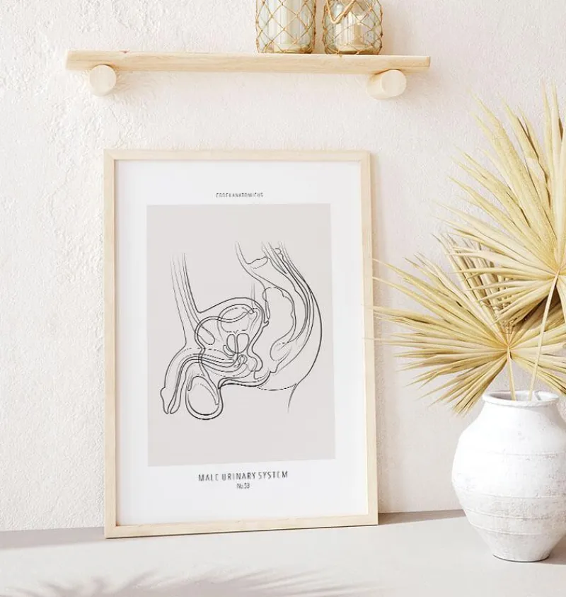 Codex Anatomicus Kidney & Liver^Male reproductive system - Line Art