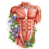 Codex Anatomicus Stickers^Male torso anatomy sticker - Floral