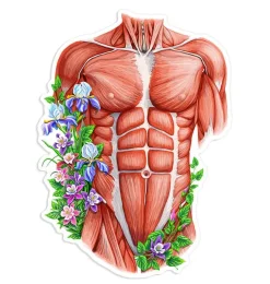 Codex Anatomicus Stickers^Male torso anatomy sticker - Floral