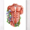 Codex Anatomicus Full Body Anatomy^Male torso muscles - Floral - White
