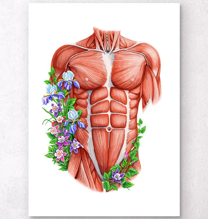 Codex Anatomicus Full Body Anatomy^Male torso muscles - Floral - White