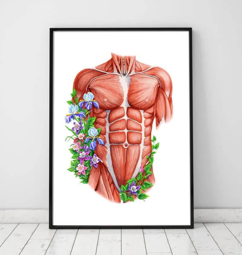 Codex Anatomicus Full Body Anatomy^Male torso muscles - Floral - White
