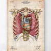 Codex Anatomicus Heart Anatomy^Mechanical heart blueprint II