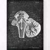 Codex Anatomicus Brain Anatomy^Medulla oblongata - Chalkboard