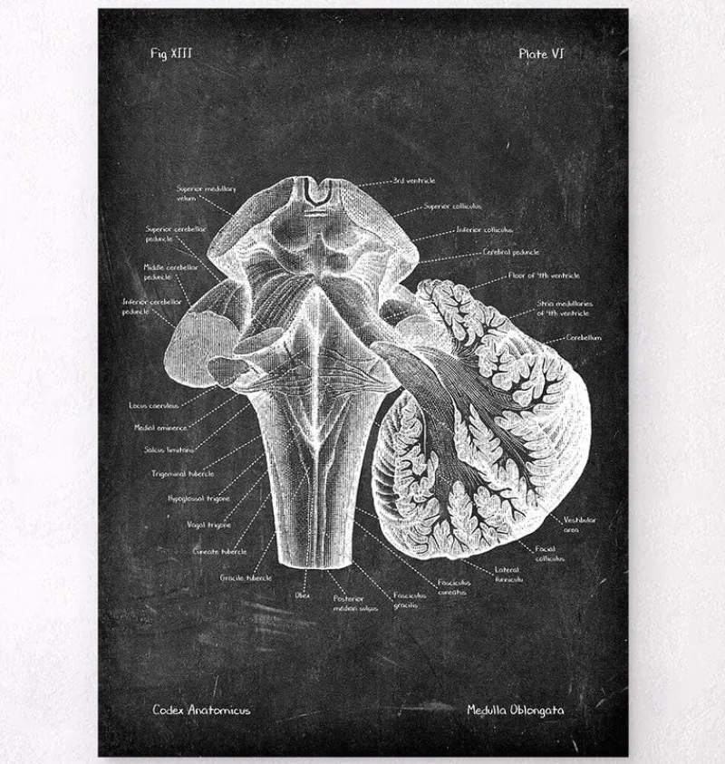 Codex Anatomicus Brain Anatomy^Medulla oblongata - Chalkboard