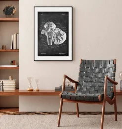 Codex Anatomicus Brain Anatomy^Medulla oblongata - Chalkboard