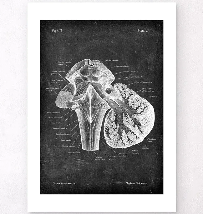 Codex Anatomicus Brain Anatomy^Medulla oblongata - Chalkboard