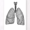 Codex Anatomicus Lungs Anatomy^Minimal geometric lungs
