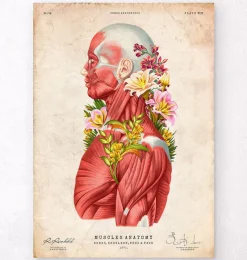 Codex Anatomicus Full Body Anatomy^Muscles side view - Floral - Vintage