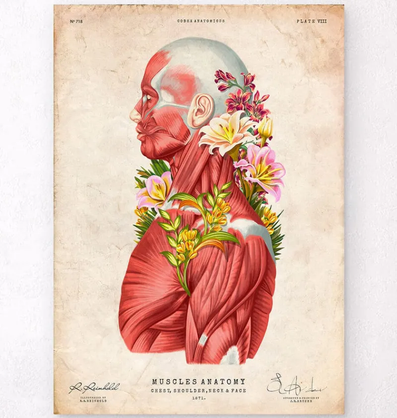 Codex Anatomicus Full Body Anatomy^Muscles side view - Floral - Vintage