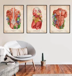 Codex Anatomicus Full Body Anatomy^Muscles side view - Floral - Vintage
