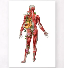 Codex Anatomicus Full Body Anatomy^Muscular system, back - Floral - White