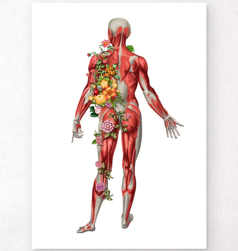 Codex Anatomicus Full Body Anatomy^Muscular system, back - Floral - White