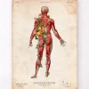 Codex Anatomicus Full Body Anatomy^Muscular system, back - Floral - Vintage
