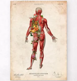 Codex Anatomicus Full Body Anatomy^Muscular system, back - Floral - Vintage