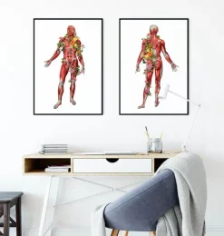 Codex Anatomicus Full Body Anatomy^Muscular system, back - Floral - White