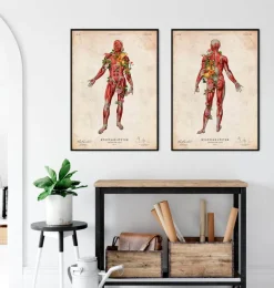 Codex Anatomicus Full Body Anatomy^Muscular system, back - Floral - Vintage