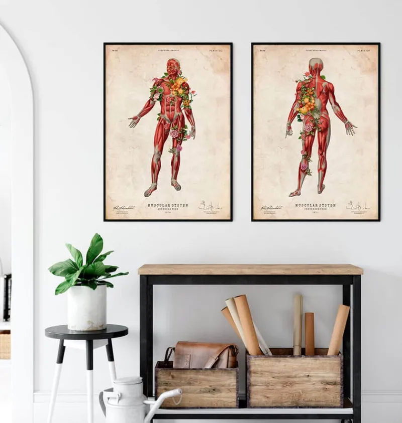 Codex Anatomicus Full Body Anatomy^Muscular system, back - Floral - Vintage